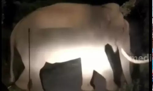 പടയപ്പയെ പ്രകോപിപ്പിച്ച സംഭവം; ജീപ്പ് ഡ്രൈവർക്കെതിരെ കേസെടുത്തു