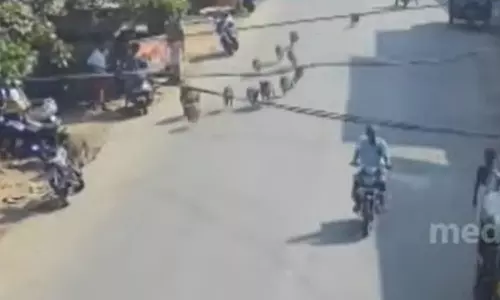 അതിവേഗം നഗരത്തിലൂടെ പാഞ്ഞ് കാട്ടുപന്നിക്കൂട്ടം; സി.സി.ടി.വി ദ്യശ്യം പുറത്ത്