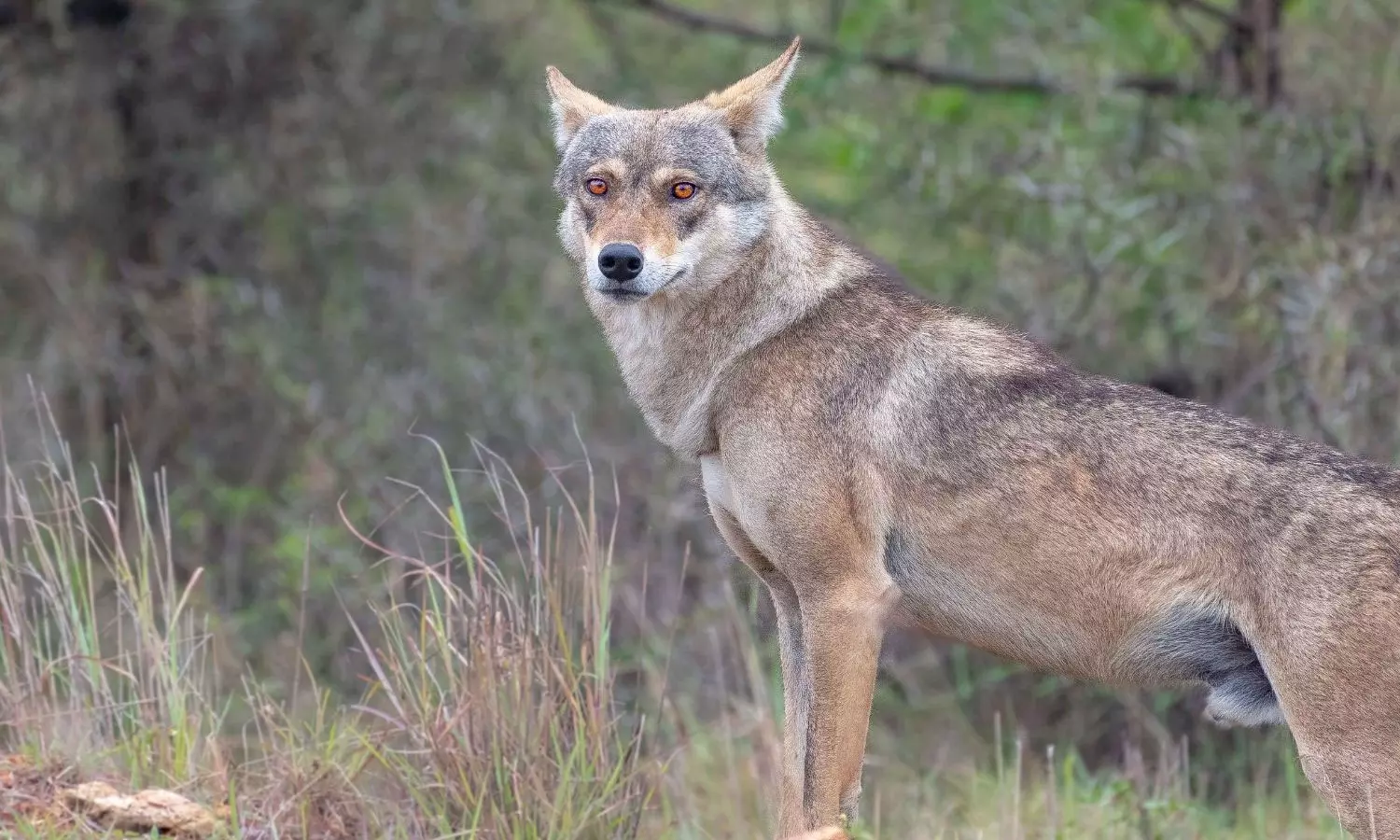 18-Month-Old Girl, Killed, Wild Wolf, Uttar Pradesh 18-Month-Old Girl, Killed, Wild Wolf, Uttar Pradesh