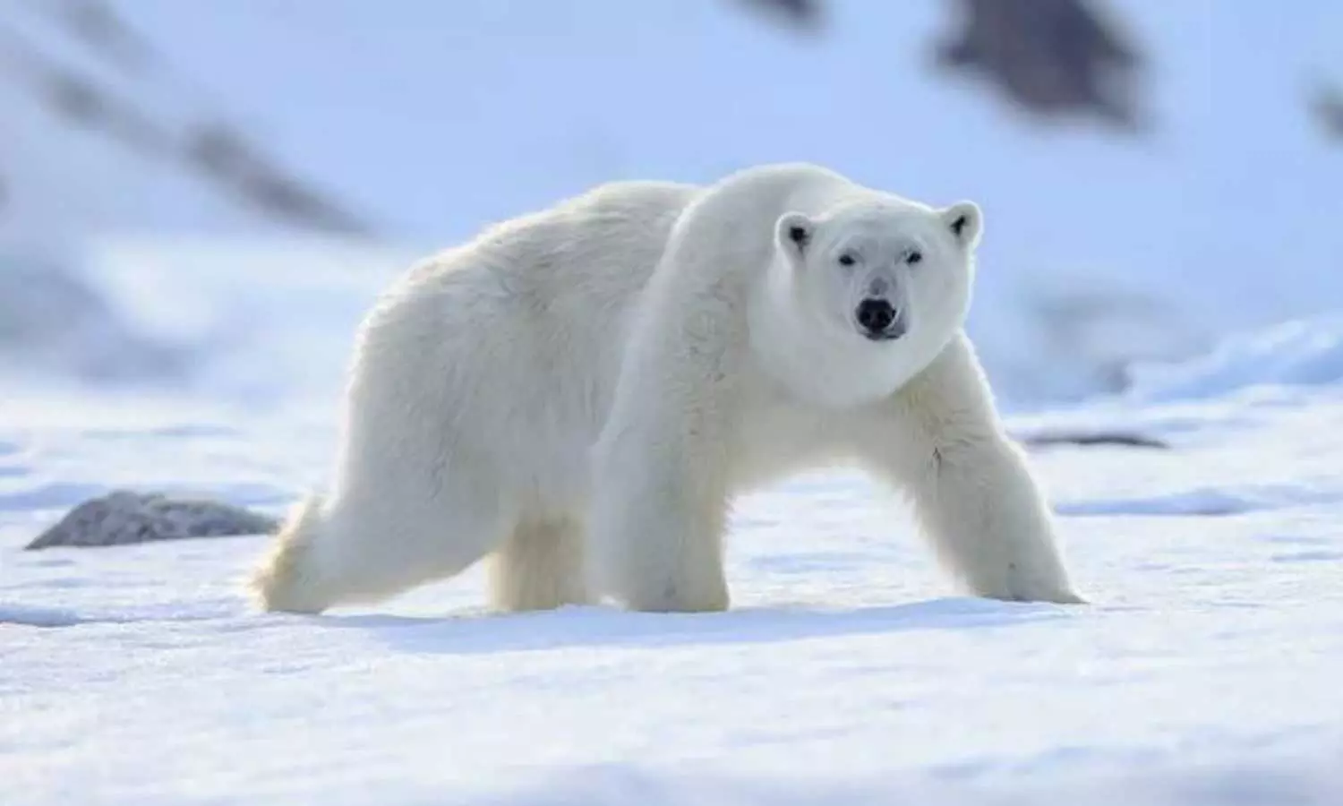 Polar bear, polar bear attack,Alaska, US,Alaska scientists, US Geological Survey Polar bear, polar bear attack,Alaska, US,Alaska scientists, US Geological Survey