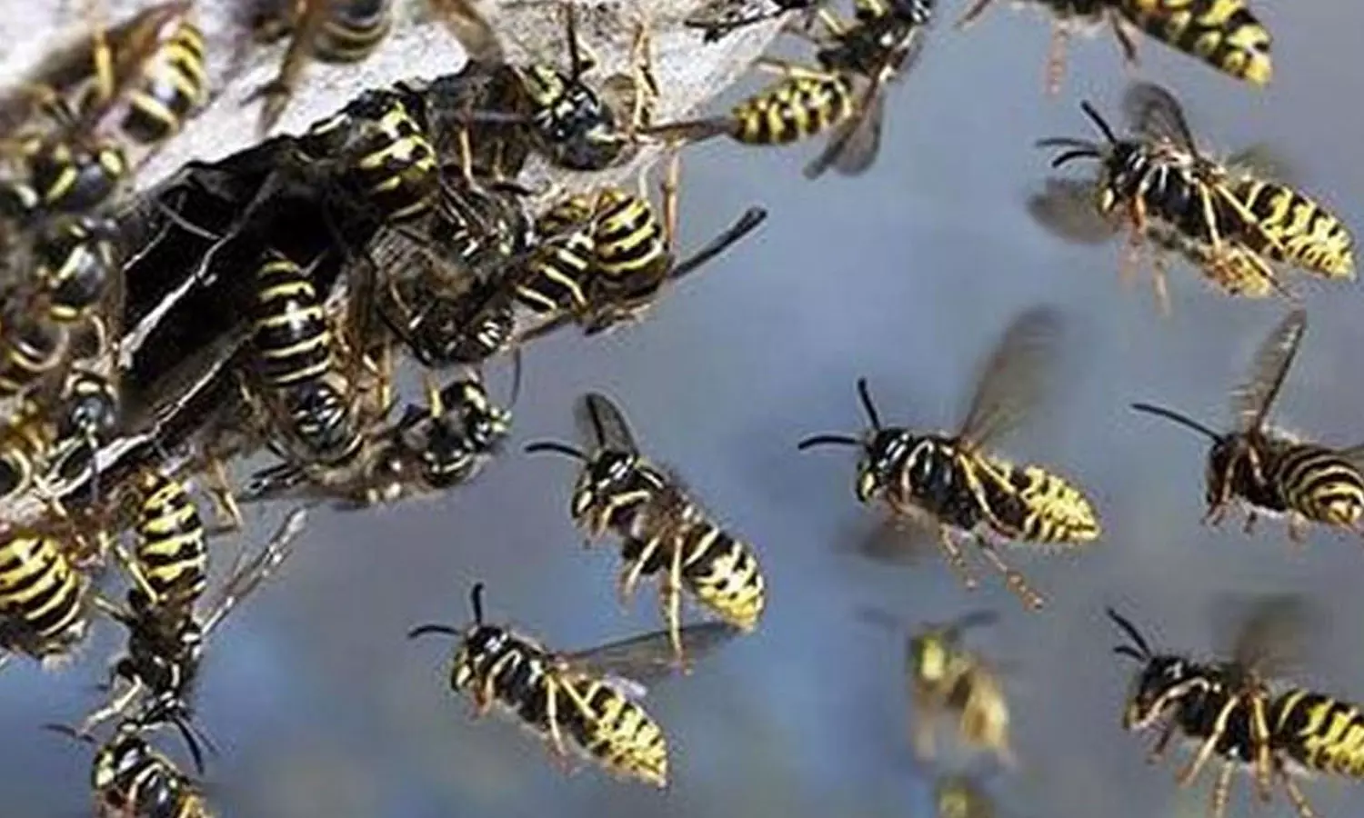 നാദാപുരത്ത് ബൈക്ക് യാത്രക്കാർക്ക് കടന്നൽ കുത്തേറ്റു