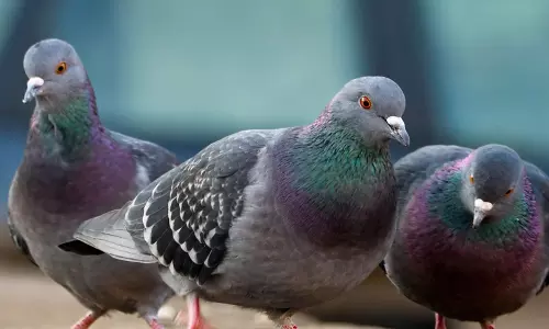 pigeons