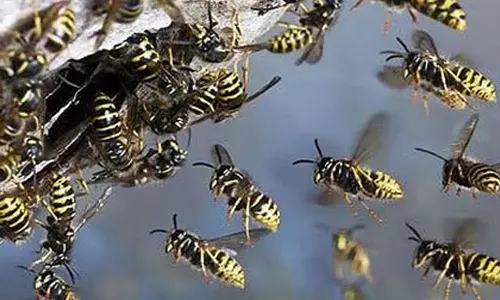 നാദാപുരത്ത് ബൈക്ക് യാത്രക്കാർക്ക് കടന്നൽ കുത്തേറ്റു