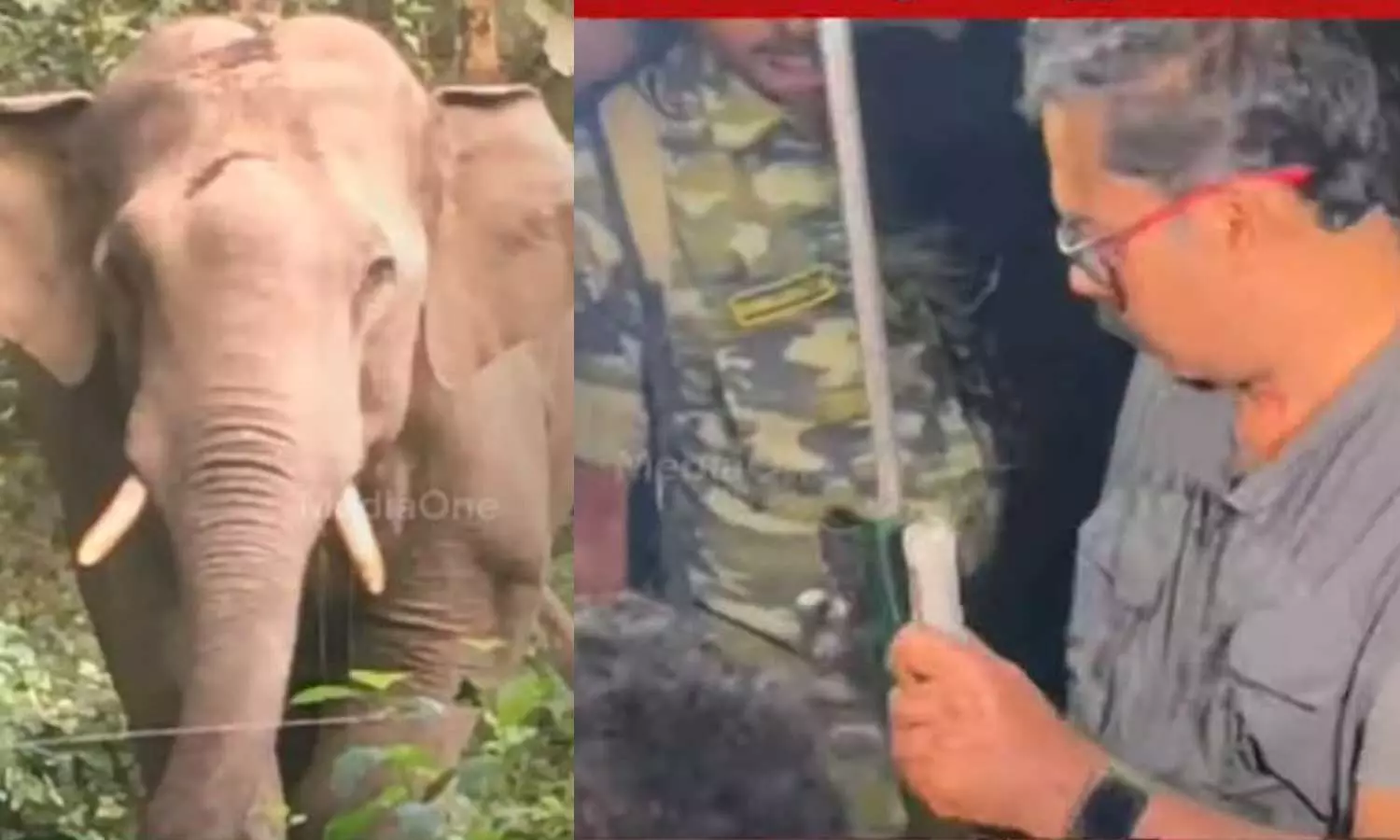 pt 7,p t seven,pt 7,found the pt seven elephant,pt 7 wild elephant | palakkad,pt 7 wild elephant in palakkad,palakkad dhoni pt 7 elephant pt 7,p t seven,pt 7,found the pt seven elephant,pt 7 wild elephant | palakkad,pt 7 wild elephant in palakkad,palakkad dhoni pt 7 elephant