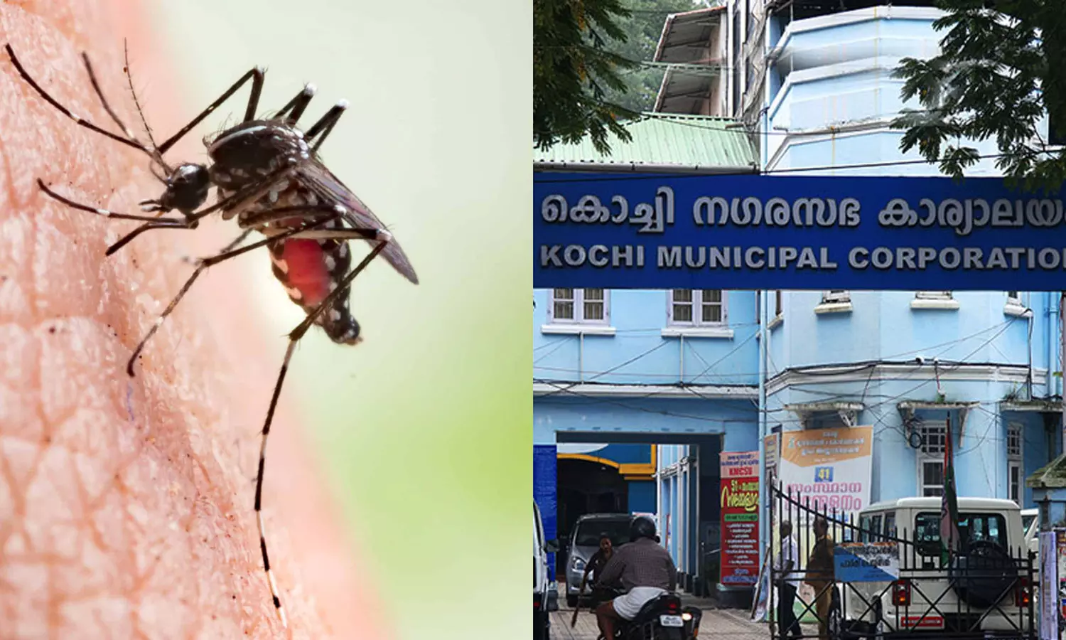 കൊച്ചിയിൽ കൊതുകിനെ കൊണ്ട് പൊറുതിമുട്ടി ജനങ്ങൾ; ഫണ്ട് വിനിയോഗിക്കുന്നില്ലെന്ന് പരാതി കൊച്ചിയിൽ കൊതുകിനെ കൊണ്ട് പൊറുതിമുട്ടി ജനങ്ങൾ; ഫണ്ട് വിനിയോഗിക്കുന്നില്ലെന്ന് പരാതി