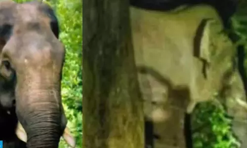 പി.ടി സെവനെ മയക്കുവെടി വെച്ചു; ആനയെ കാടിന് പുറത്ത് എത്തിക്കാന്‍ ശ്രമം തുടരുന്നു