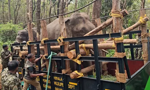 കുങ്കിയാനകൾ സഹായിച്ചു; പി.ടി സെവനെ ലോറിയിൽ കയറ്റി