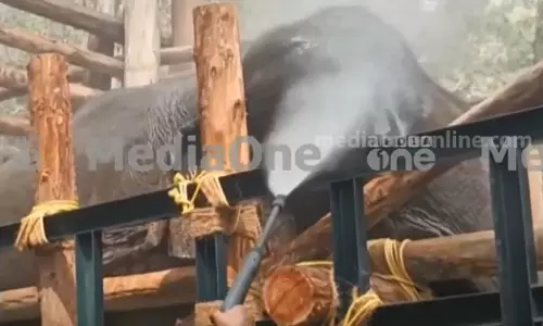 പി.ടി സെവനെ പൂട്ടി; ഇനി കൂട്ടിൽ കിടന്ന് ചട്ടം പഠിക്കും