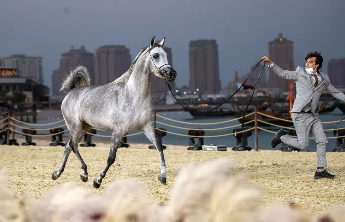 കതാറ അറേബ്യൻ കുതിരമേള   ഫെബ്രുവരി ഒന്നിന് ആരംഭിക്കും