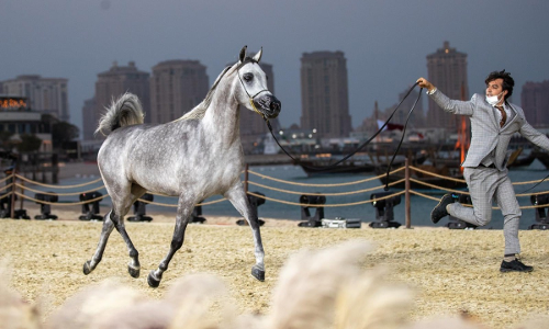 കതാറ അറേബ്യൻ കുതിരമേള   ഫെബ്രുവരി ഒന്നിന് ആരംഭിക്കും