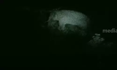 ധോണിയിൽ വീണ്ടും കാട്ടാനയിറങ്ങി