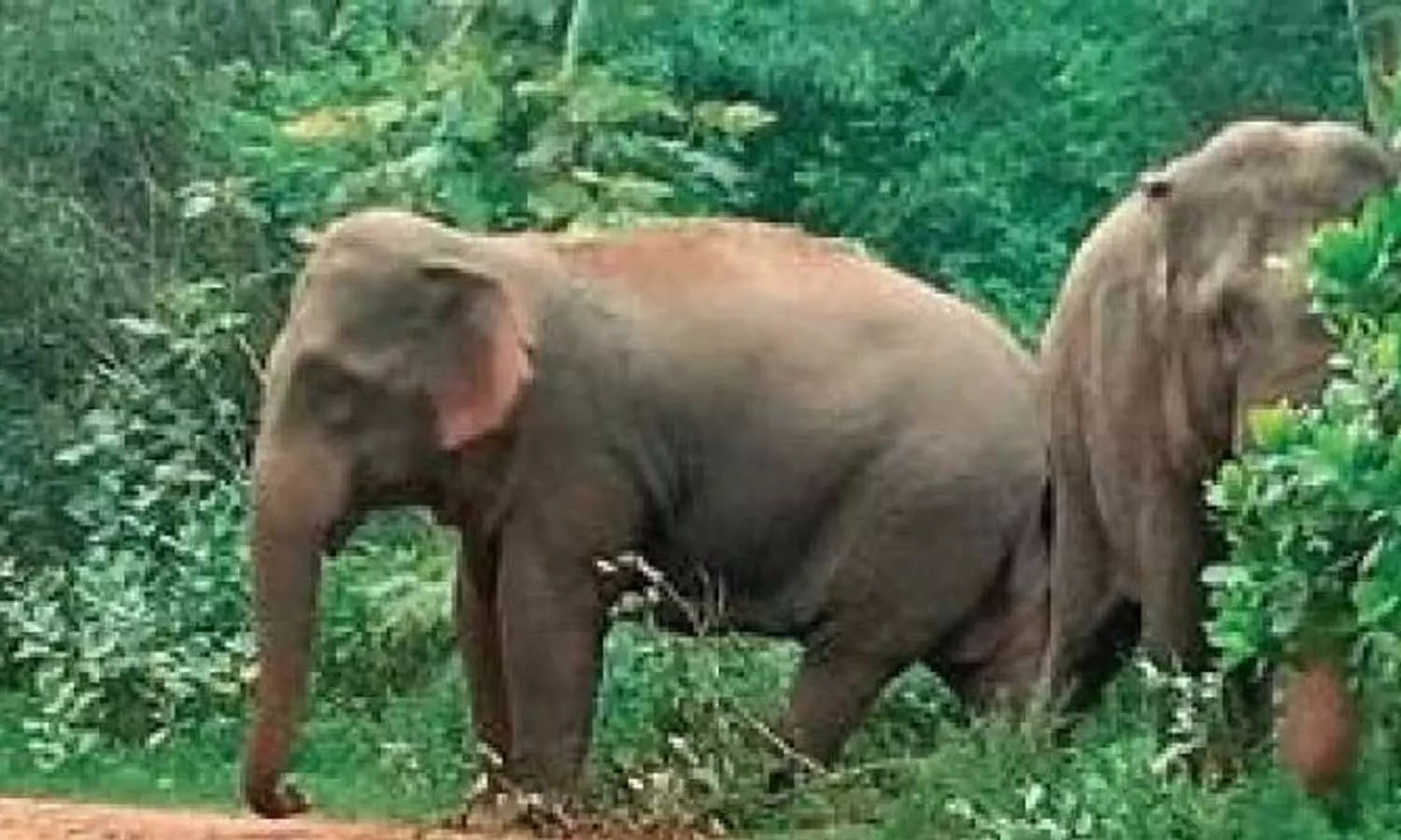 wildlife attacks,wild animal attack in kerala,Wild animals claim
