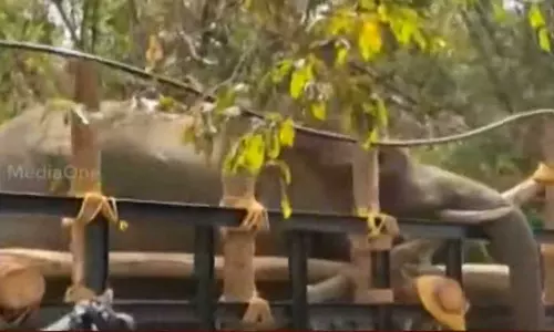 palakkad dhoni,wild elephant, dhoni elephant,PT 7 palakkad dhoni,wild elephant, dhoni elephant,PT 7