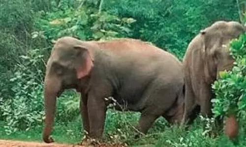 wildlife attacks,wild animal attack in kerala,Wild animals claim wildlife attacks,wild animal attack in kerala,Wild animals claim