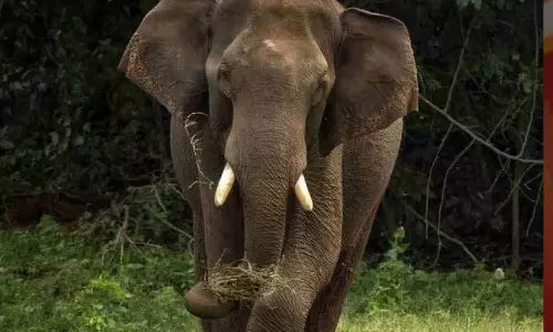 കൊലയാളി ആനകളെ നാടുകടത്തണമെന്ന് ജനം; നടപടി ഉറപ്പുനൽകി വനംവകുപ്പ് കൊലയാളി ആനകളെ നാടുകടത്തണമെന്ന് ജനം; നടപടി ഉറപ്പുനൽകി വനംവകുപ്പ്