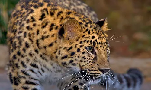 തിരുവനന്തപുരത്ത് പുലിയെ കണ്ടതായി നാട്ടുകാർ; പ്രദേശത്ത് വനംവകുപ്പിന്റെ പരിശോധന