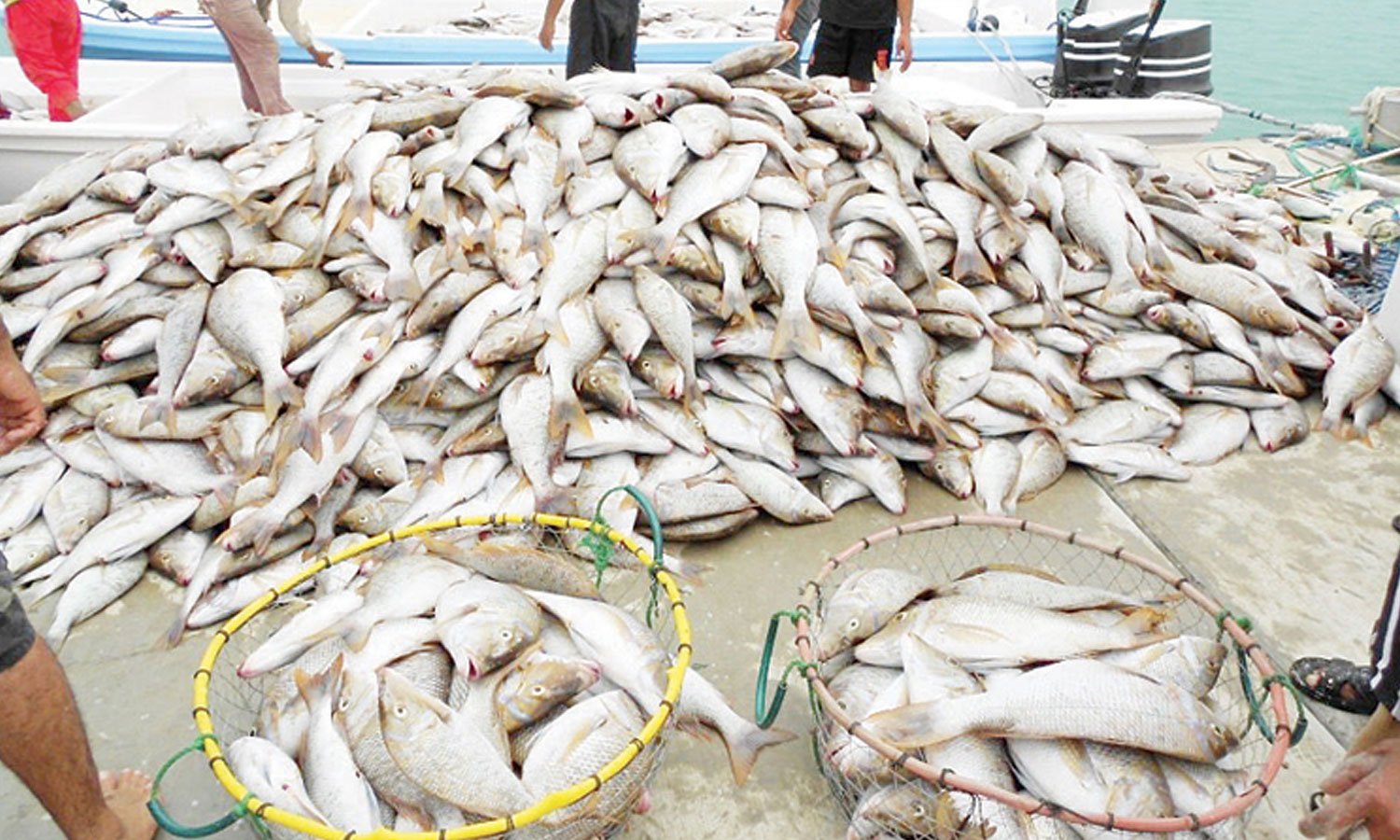 climate change;  Fish availability in Oman is declining