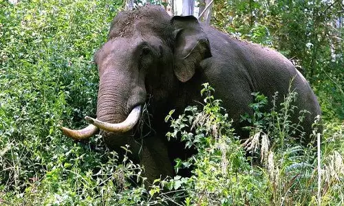 ഇടുക്കി കാട്ടാന ആക്രമണത്തിൽ ദേശീയ പാത ഉപരോധിച്ച് പ്രദേശവാസികള്‍