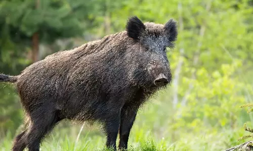 Wild Boar Attacks,injured, pig, biker,