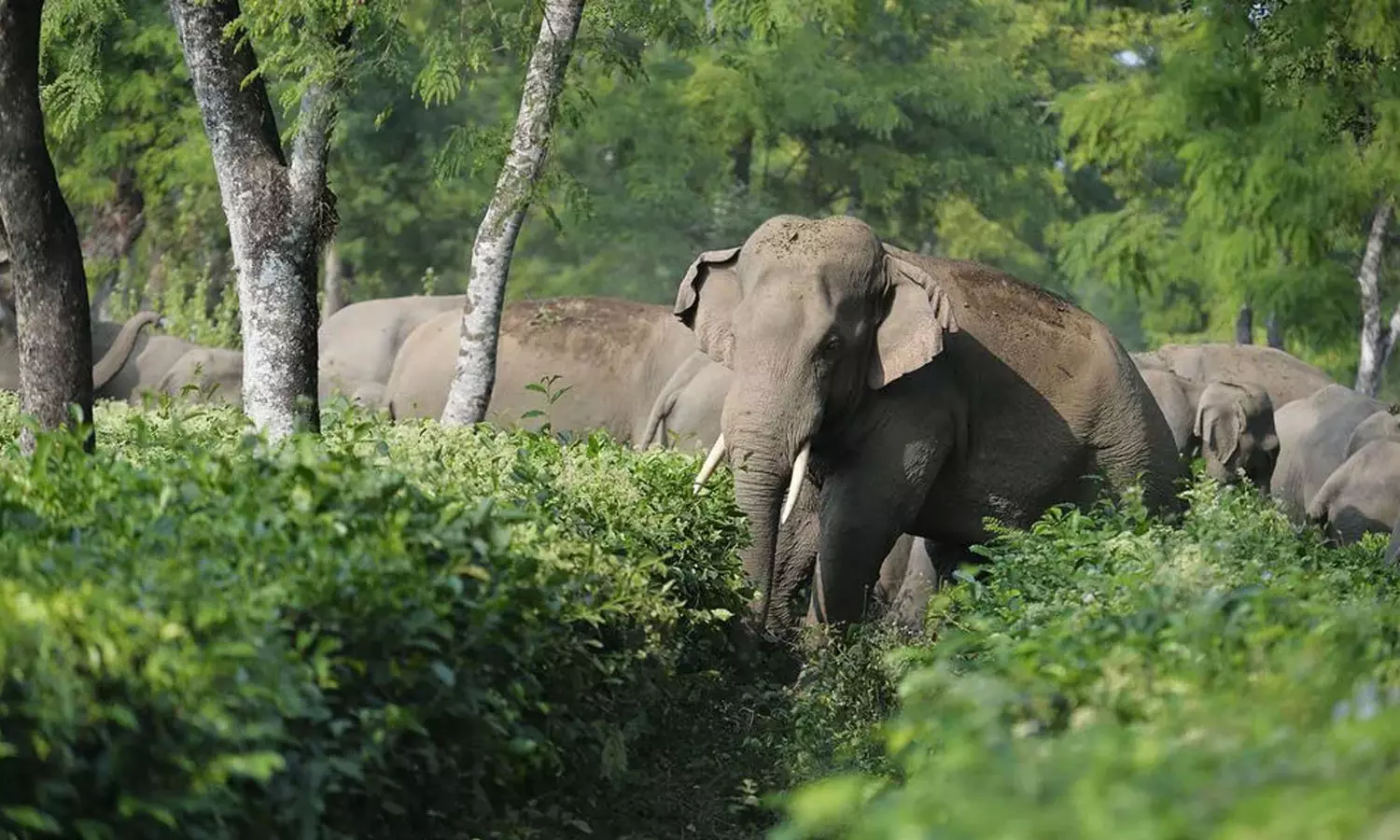 ജനവാസ മേഖലയിലെ കാട്ടാനക്കൂട്ടം; പ്രദേശവാസികൾ ഭീതിയിൽ ജനവാസ മേഖലയിലെ കാട്ടാനക്കൂട്ടം; പ്രദേശവാസികൾ ഭീതിയിൽ
