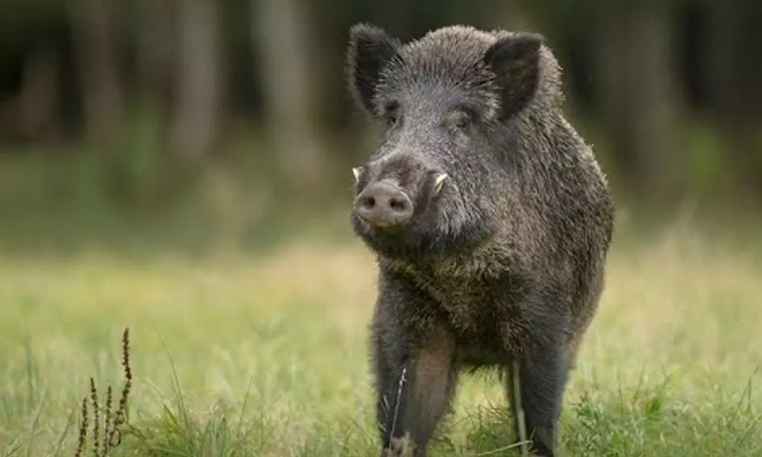 Wild boar, boar attack, injured
