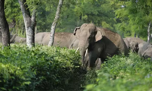 ജനവാസ മേഖലയിലെ കാട്ടാനക്കൂട്ടം; പ്രദേശവാസികൾ ഭീതിയിൽ