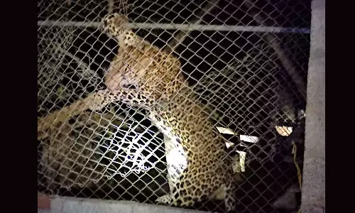 Leopard, Mannarkad Leopard, Mannarkad