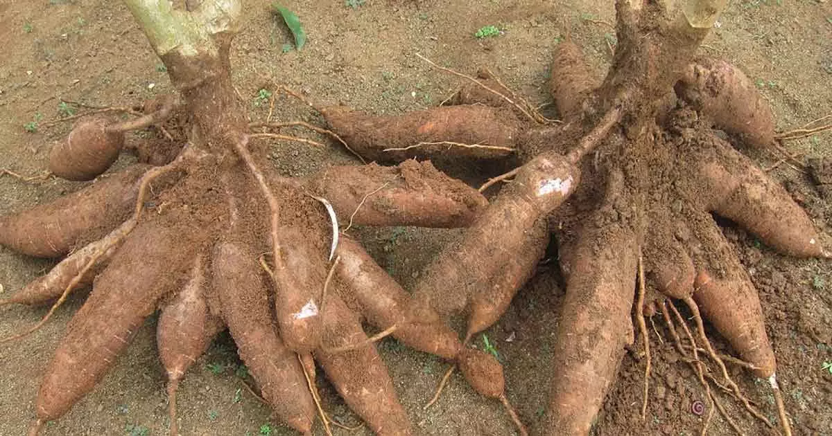 കഴിഞ്ഞ ബജറ്റിലെ പ്രഖ്യാപനങ്ങള് എങ്ങുമെത്തിയില്ല; കപ്പ കര്ഷകര് ദുരിതത്തില് കഴിഞ്ഞ ബജറ്റിലെ പ്രഖ്യാപനങ്ങള് എങ്ങുമെത്തിയില്ല; കപ്പ കര്ഷകര് ദുരിതത്തില്