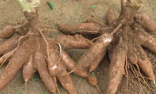 കഴിഞ്ഞ ബജറ്റിലെ പ്രഖ്യാപനങ്ങള് എങ്ങുമെത്തിയില്ല; കപ്പ കര്ഷകര് ദുരിതത്തില് കഴിഞ്ഞ ബജറ്റിലെ പ്രഖ്യാപനങ്ങള് എങ്ങുമെത്തിയില്ല; കപ്പ കര്ഷകര് ദുരിതത്തില്