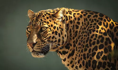 മണ്ണാർക്കാട് വീണ്ടും പുലി ഇറങ്ങിയതായി സംശയം മണ്ണാർക്കാട് വീണ്ടും പുലി ഇറങ്ങിയതായി സംശയം