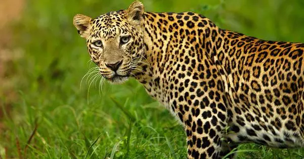 തത്തേങ്ങലത്ത് ഇറങ്ങിയത് പുലി തന്നെ; സ്ഥിരീകരിച്ച് വനംവകുപ്പ് തത്തേങ്ങലത്ത് ഇറങ്ങിയത് പുലി തന്നെ; സ്ഥിരീകരിച്ച് വനംവകുപ്പ്