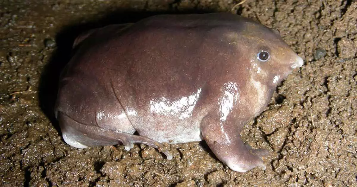 പാതാള തവള സംസ്ഥാന തവളയാകില്ല; ശിപാര്ശ തള്ളി പാതാള തവള സംസ്ഥാന തവളയാകില്ല; ശിപാര്ശ തള്ളി