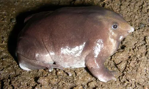 പാതാള തവള സംസ്ഥാന തവളയാകില്ല; ശിപാര്‍ശ തള്ളി