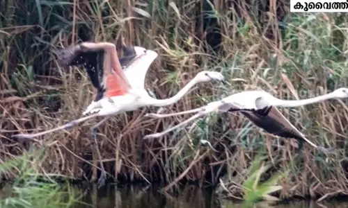 കുവൈത്തിലെ നേച്ചർ കേന്ദ്രത്തിലെ റിസർവ് മേഖലകളിലേക്ക് പൊതുജനങ്ങൾക്ക് പ്രവേശനമില്ല