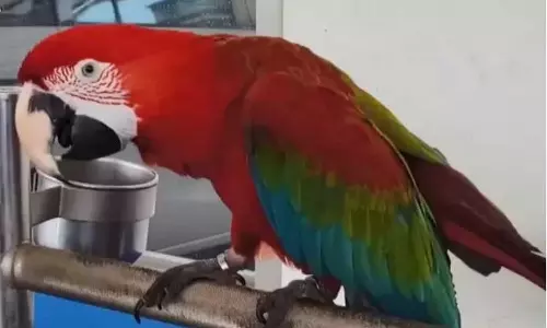 Parrot Owner Fined, Taiwan,Bird Injures Doctor , Dr Lin,macaw