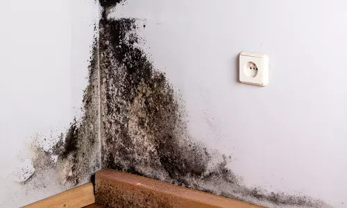 Mold from Painted Walls