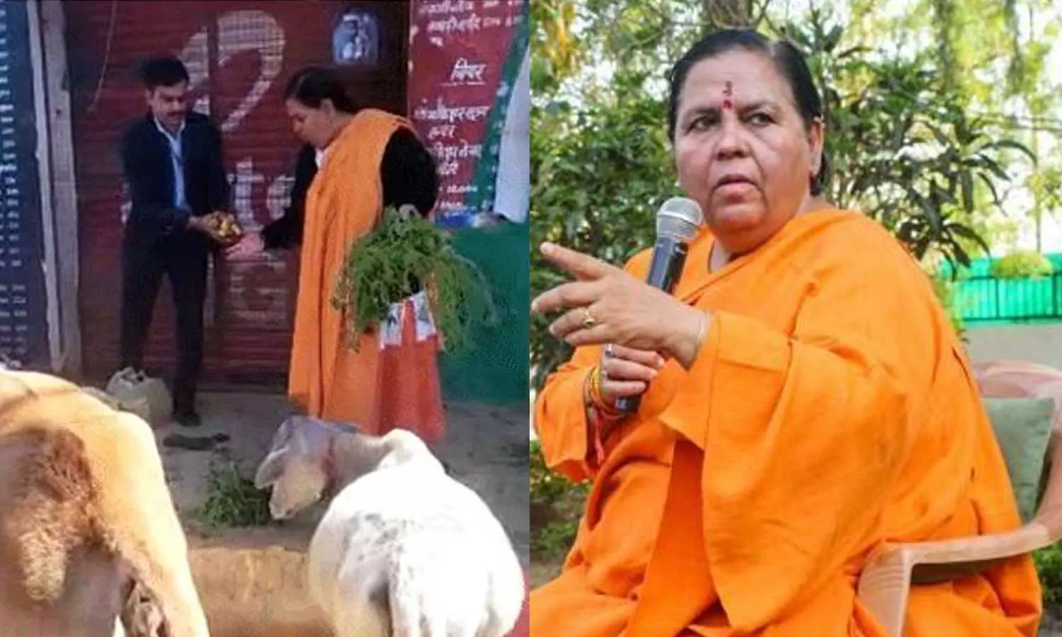 Uma Bharti,Liquor Shops,Stray Cows,Liquor,Senior Bharatiya Janata Party (BJP) leader Uma Bharti,Madhya Pradesh ,Chief Minister Shivraj Singh ,anti-liquor campaign