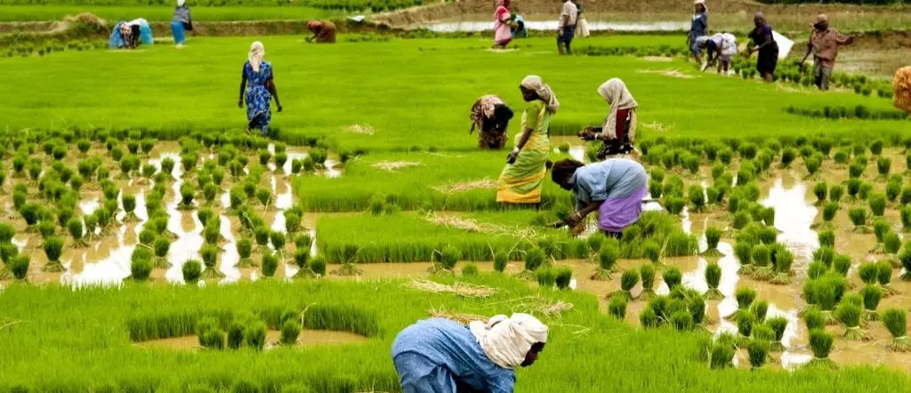 agriculture in kerala agriculture in kerala