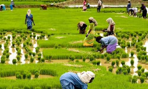 agriculture in kerala