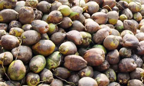 coconut price kerala budget 2023 coconut price kerala budget 2023