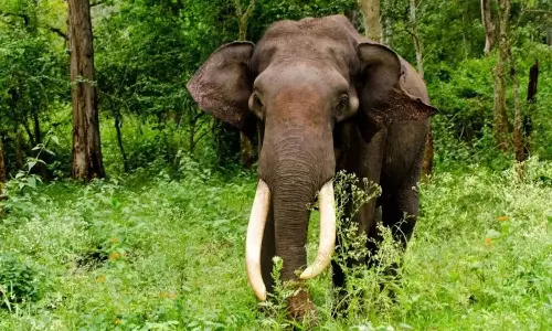Katana,  Idukki, died, cigeratte komban,