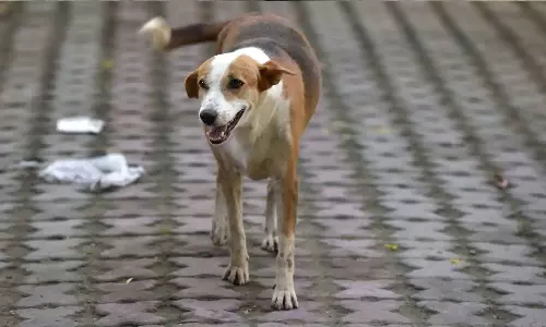 stray dogs, stray dog attack, bitten, dogs attack,