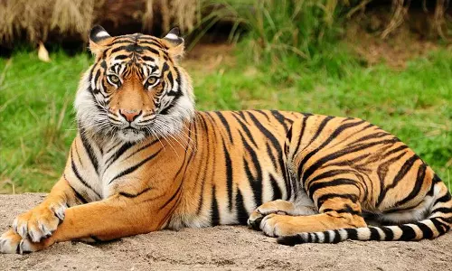 tiger, Ponmudikota, Locals wayanad tiger, tiger attack