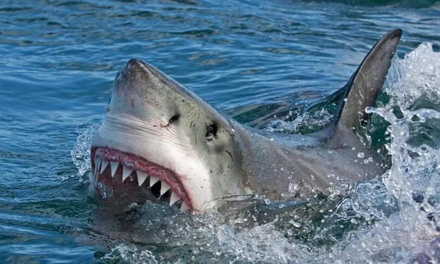 ഡോൾഫിനൊപ്പം നീന്താൻ നദിയിൽ ചാടി; 16കാരിയെ സ്രാവ് കടിച്ചുകൊന്നു