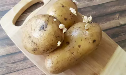 ഉരുളക്കിഴങ്ങിൽ മുള വന്നാൽ കഴിക്കണോ കളയണോ? അറിയാം...