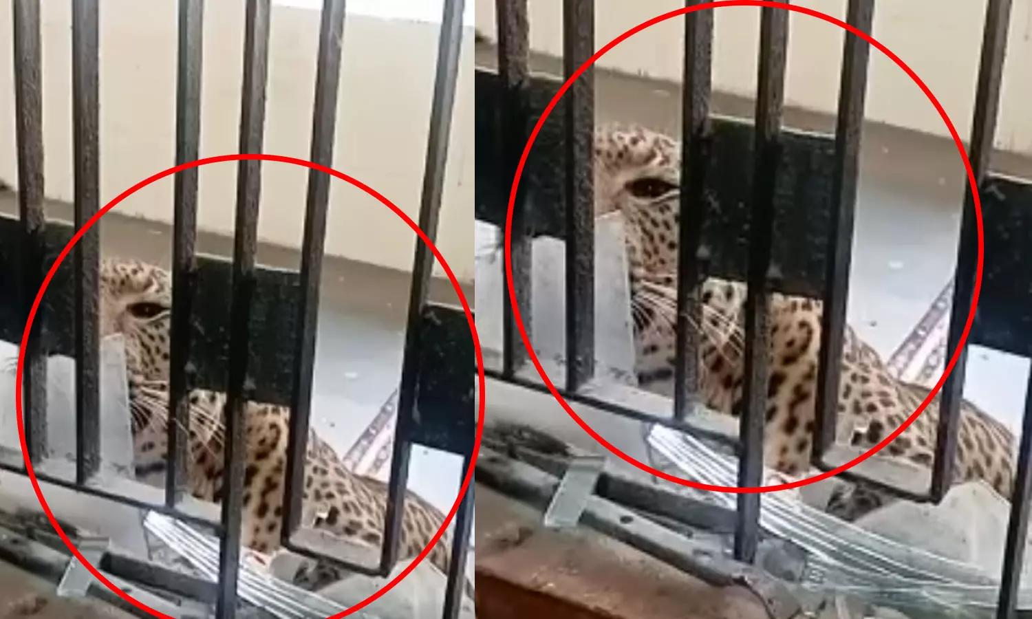 Leopard, Ghaziabad Court
