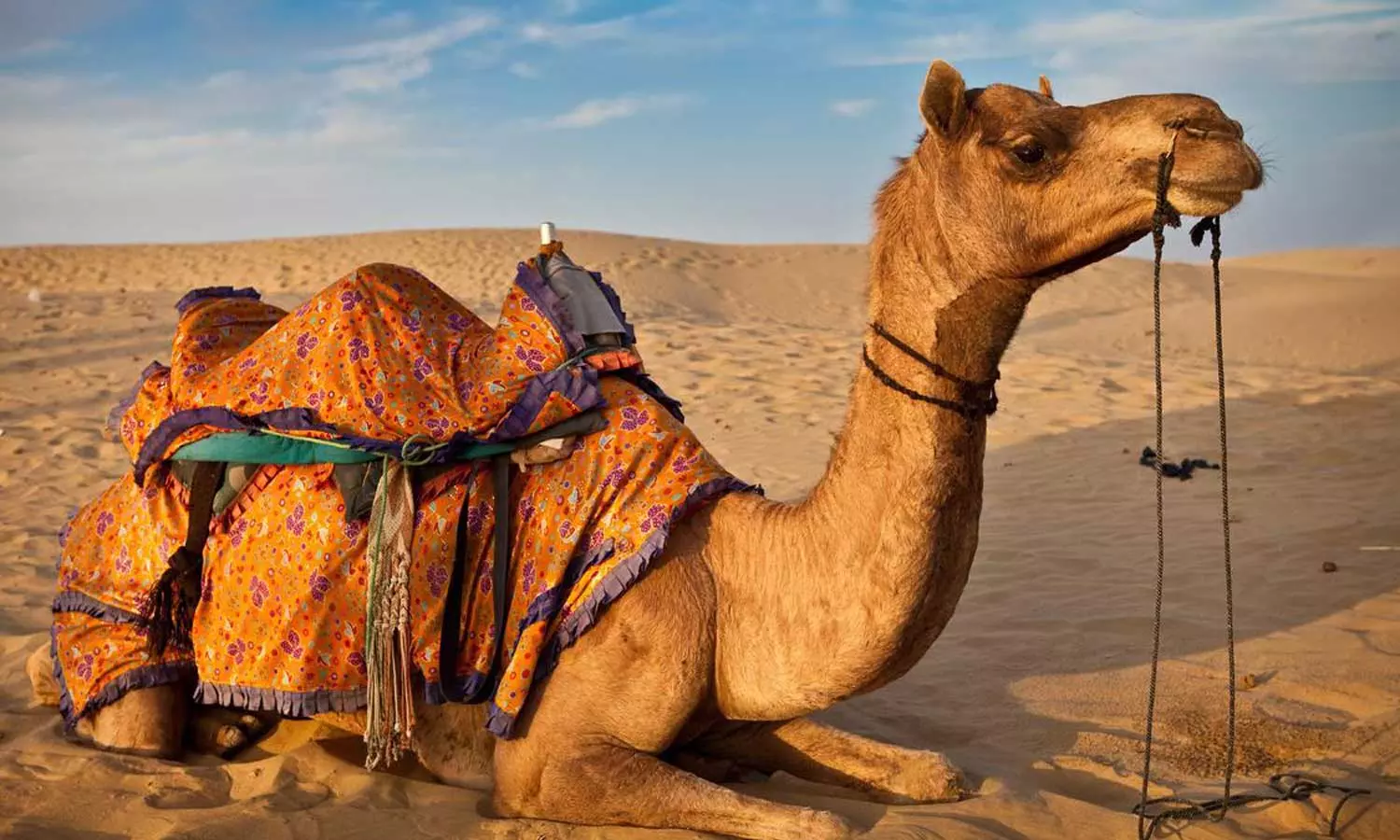 ഒട്ടകം ഉടമയുടെ തല കടിച്ചെടുത്തു, രാജസ്ഥാനില് ഒട്ടകം ഉടമയുടെ തല കടിച്ചെടുത്തു rajasthan, Camel chews off owner’s head , rajasthan police,viral videos ഒട്ടകം ഉടമയുടെ തല കടിച്ചെടുത്തു, രാജസ്ഥാനില് ഒട്ടകം ഉടമയുടെ തല കടിച്ചെടുത്തു rajasthan, Camel chews off owner’s head , rajasthan police,viral videos