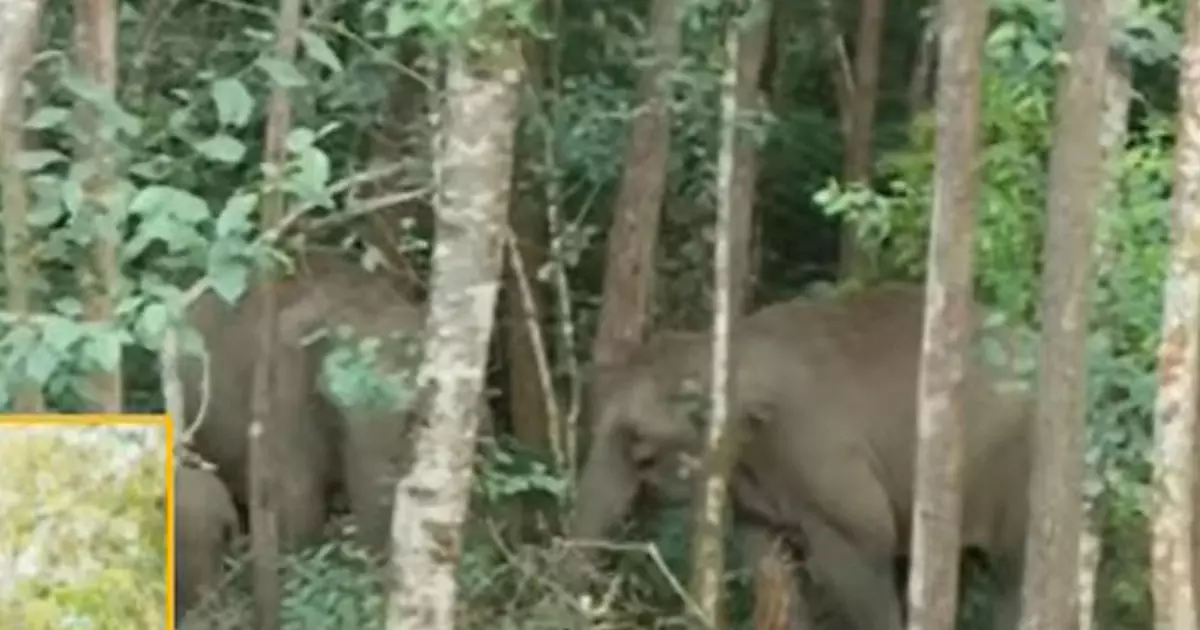 Idukki elephant Idukki elephant
