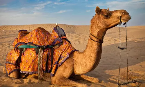 ഒട്ടകം ഉടമയുടെ തല കടിച്ചെടുത്തു, രാജസ്ഥാനില് ഒട്ടകം ഉടമയുടെ തല കടിച്ചെടുത്തു rajasthan, Camel chews off owner’s head , rajasthan police,viral videos ഒട്ടകം ഉടമയുടെ തല കടിച്ചെടുത്തു, രാജസ്ഥാനില് ഒട്ടകം ഉടമയുടെ തല കടിച്ചെടുത്തു rajasthan, Camel chews off owner’s head , rajasthan police,viral videos