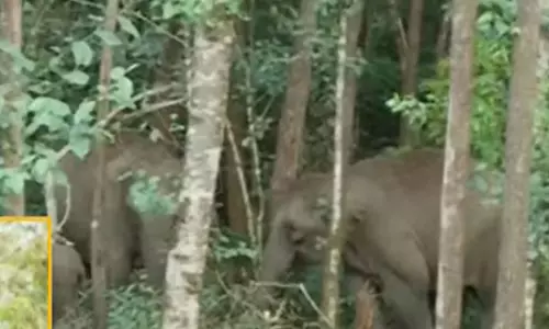 Idukki elephant Idukki elephant